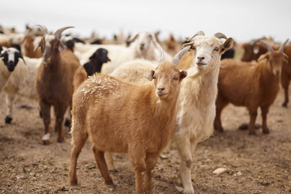 herd of domestic goats on pasture